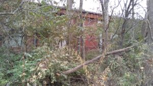 Deadwood Monitoring-Removal